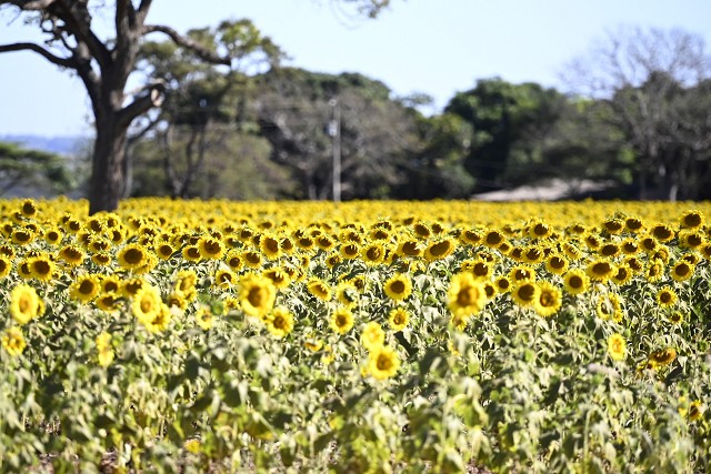 Almg lança campanha sobre crise climática no estado