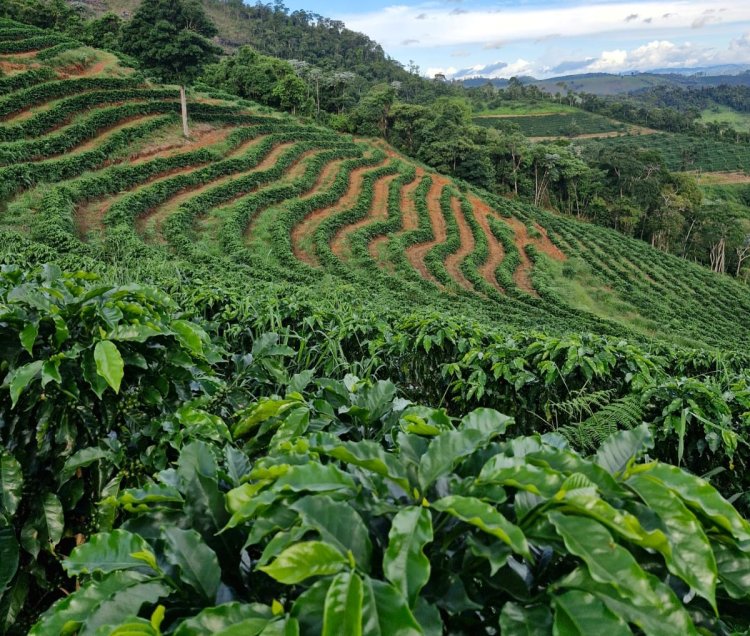 Sistema Faemg Senar promove cafés mineiros