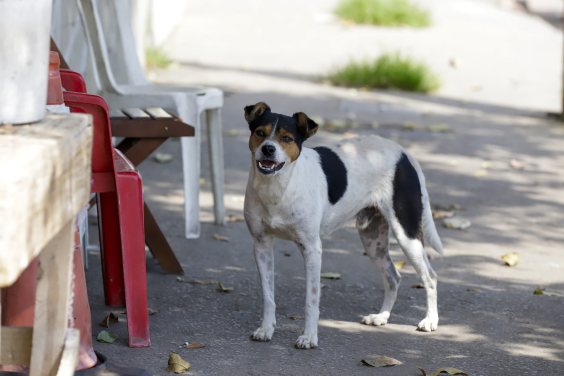Vereadores de BH querem censo da população de cães e gatos