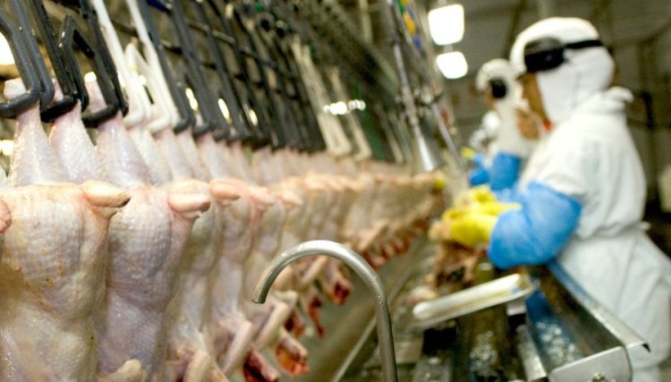 Duas suspeitas de gripe aviária em MG