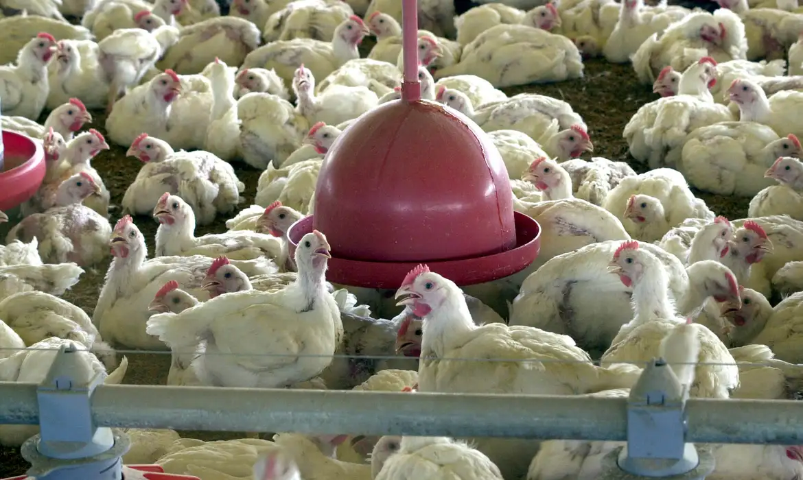 Minas Gerais decreta situação de emergência sanitária por gripe aviária