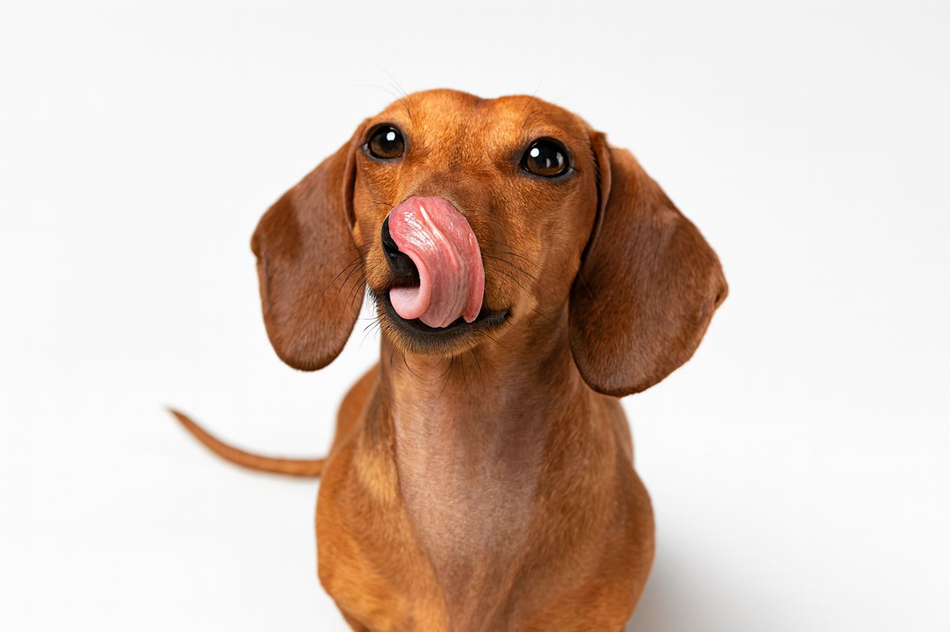 Por que meu cachorro come fezes? Entenda a coprofagia
