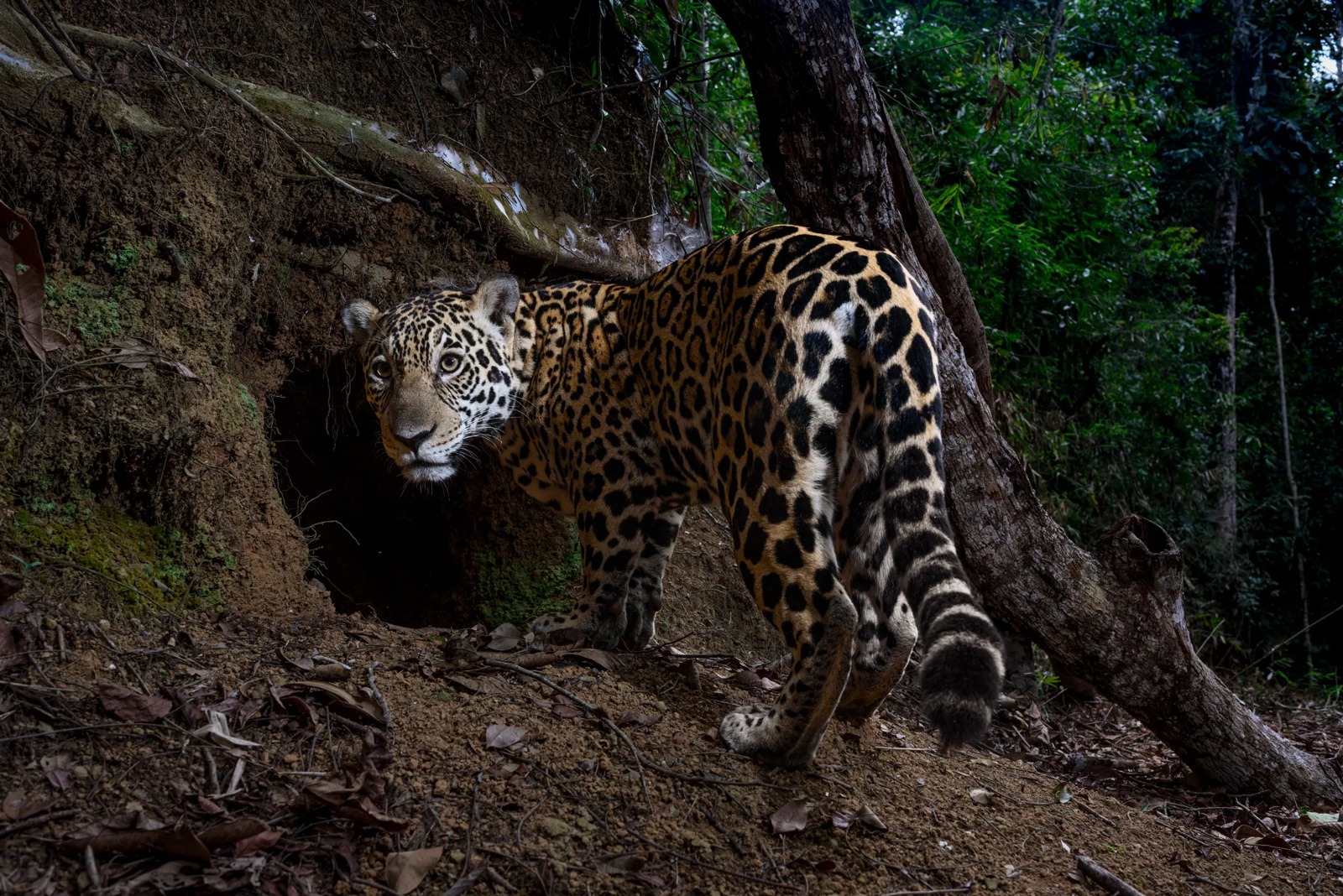 Onça pintada de Minas entra no National Geographic