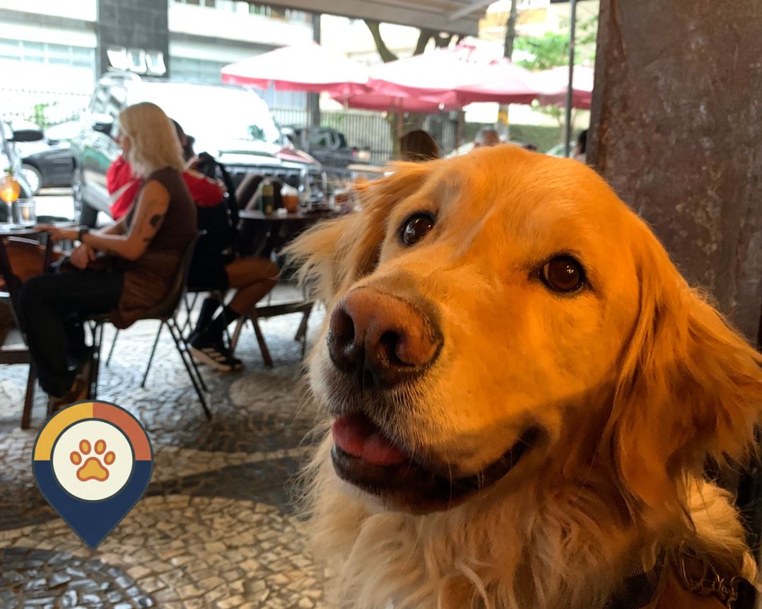 BORA COM PET: a assinatura que vai revolucionar os passeios com seu doguinho