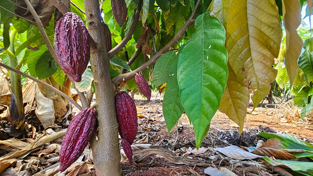 Minas Gerais aposta na expansão da produção de cacau