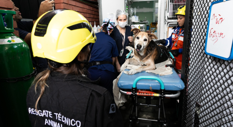 SAMUVet realiza 49 atendimentos na primeira semana em Belo Horizonte