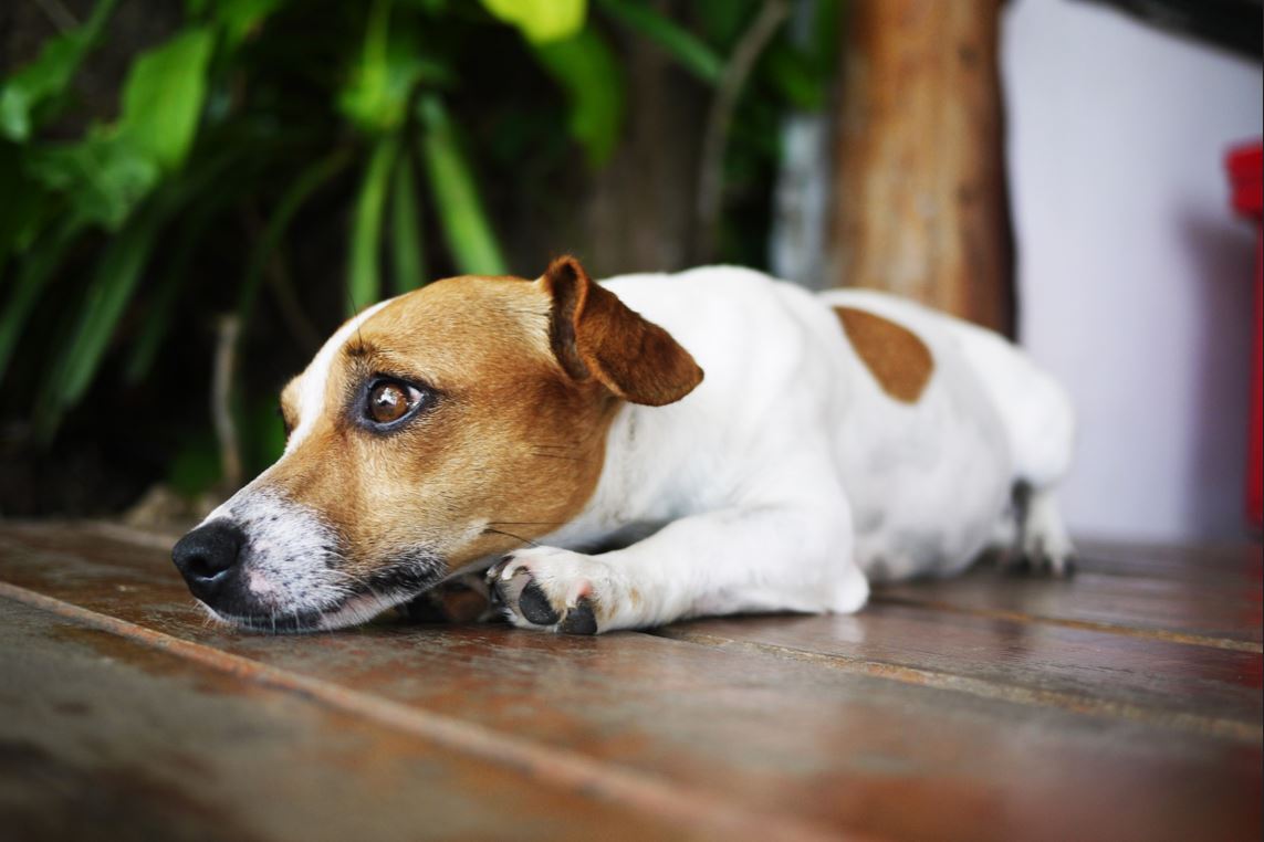 Seu cachorro chora quando você sai? Aléxia Soares
