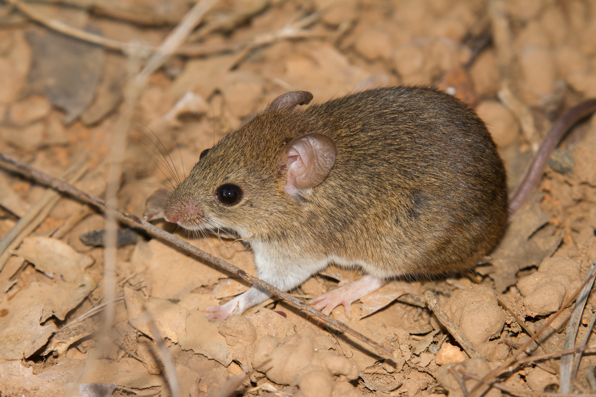 Minas Gerais registra primeira morte por hantavirose em 2026